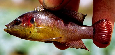 Hemichromis bimaculatus
